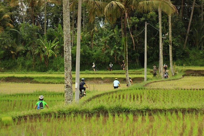 Downhill Cycling Ubud with Volcano, Rice Terrace and Educational - The 2.5-hour ride through village Bali