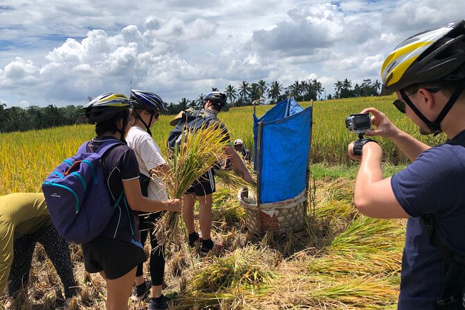 Downhill Cycling Ubud with Volcano, Rice Terrace and Educational - Rice terraces, harvest work, and village stops