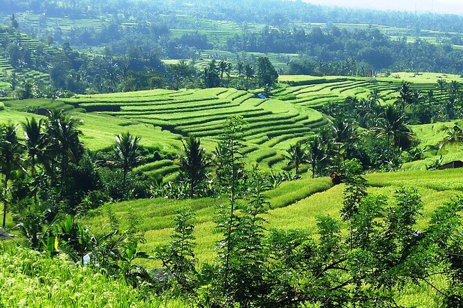Electric bicycle tour in Jatiluwih UNESCO site - Lunch After the Rice Fields