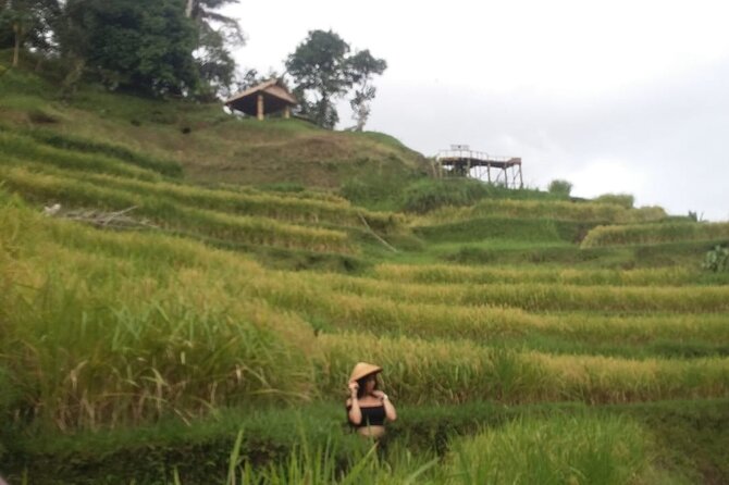 Experience Full Day to Bali Swing Temple and Monkey Forest - Who Will Get the Most From This Day?