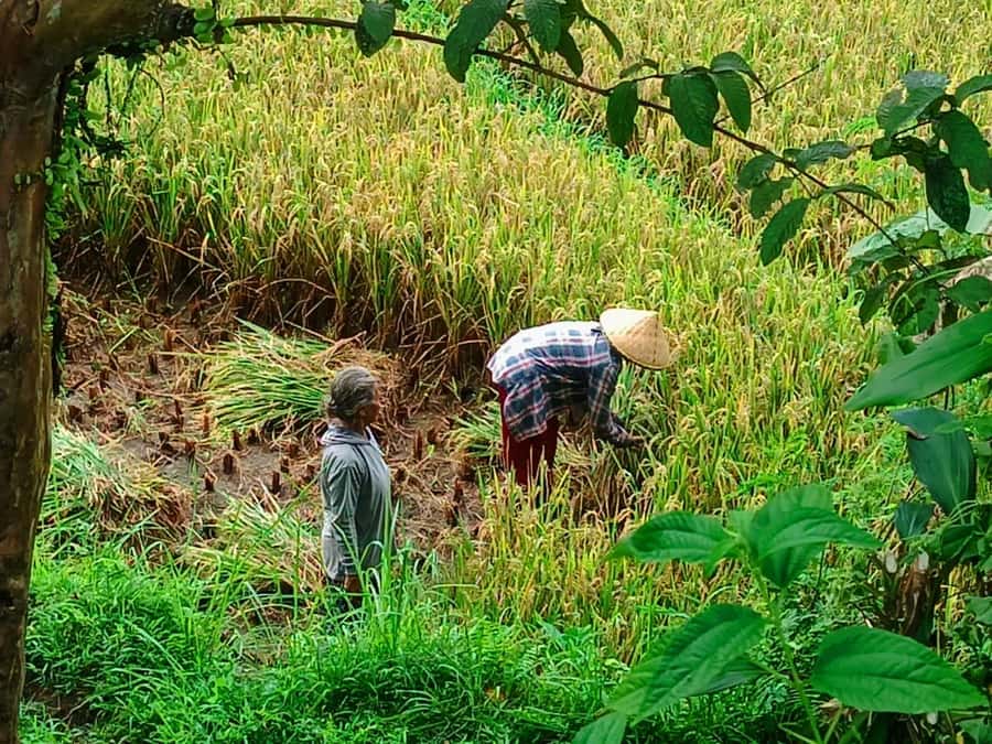 Explore rice terraces munduk & waterfall trekking experience - Key points to know before you book