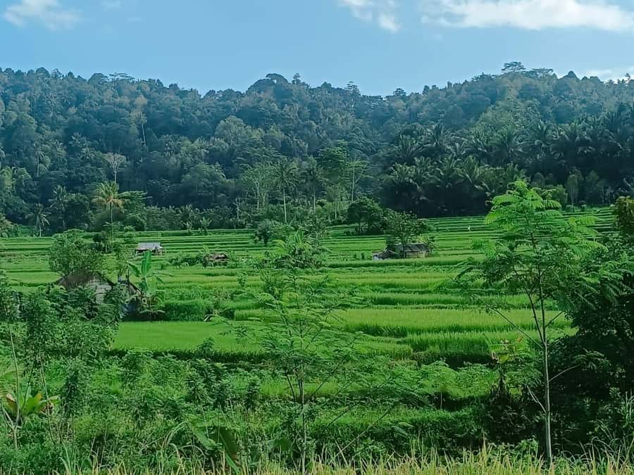 Explore rice terraces munduk & waterfall trekking experience - Coffee, cacao, cloves, and fruit along the route