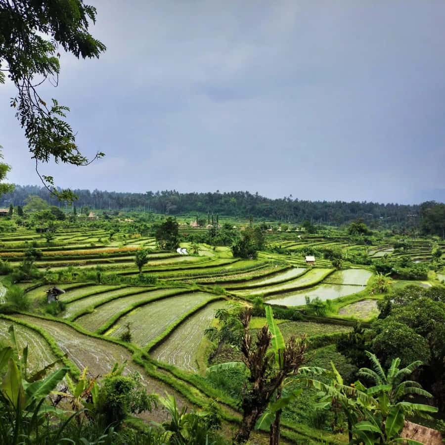 Explore rice terraces munduk & waterfall trekking experience - The waterfall: a refreshing finish with a real climb