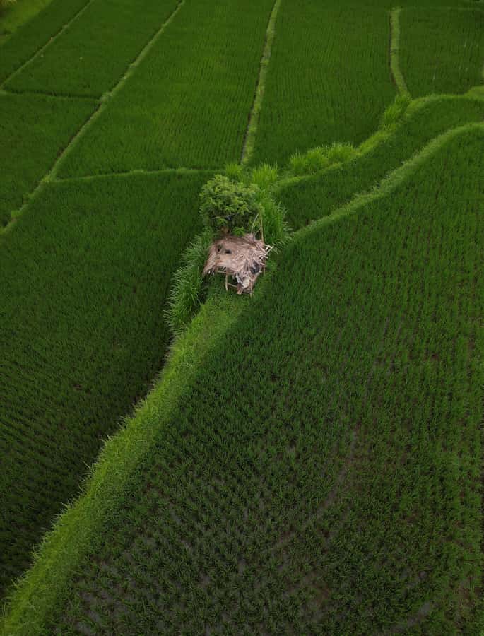Explore rice terraces munduk & waterfall trekking experience - Buyan and Tamblingan lakes, plus scenic stops