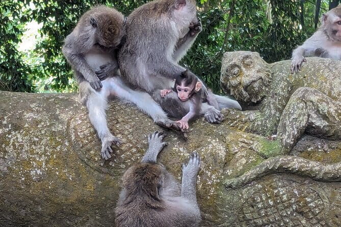 Explore Ubud Art Market, Monkey Forest and Rice Terraces - A Thirty-Minute Look at Coffee Luwak
