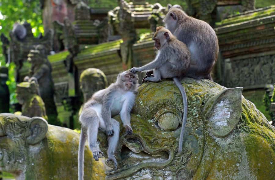 From Bali: Saraswati Temple, Monkey Forest, Ubud Waterfalls - The coffee plantation is optional, not essential