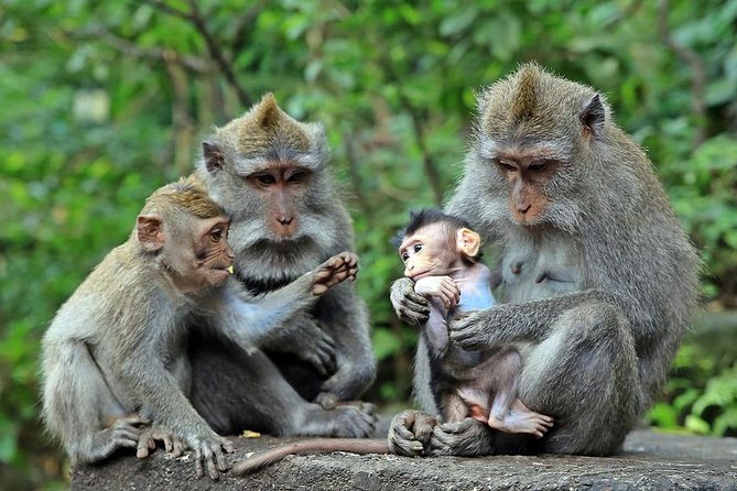 Full-Day in Bali: Amazing Ubud Tour - Why this private Ubud day works well