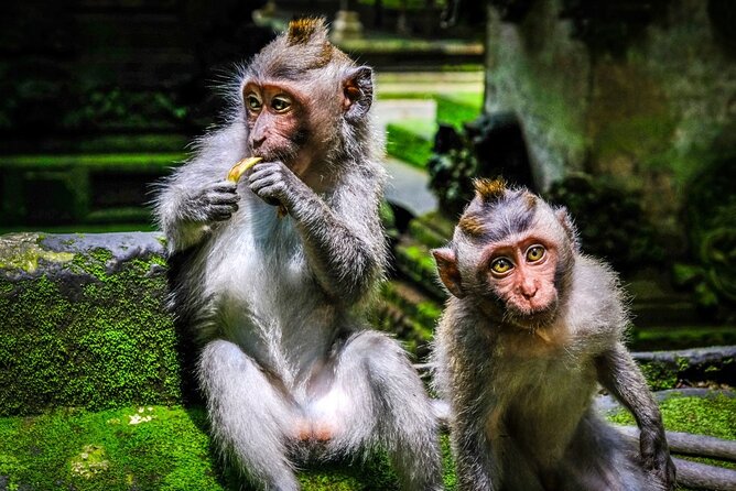 Full Day Private Tour in Ubud Indonesia - Why private transport makes this Ubud day easier