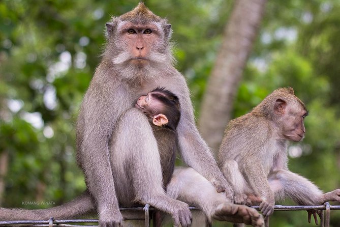 Gorilla Cave ATV Bali Ubud, Monkey Forest, Temple, and Lunch - Safety, fitness, and what to bring