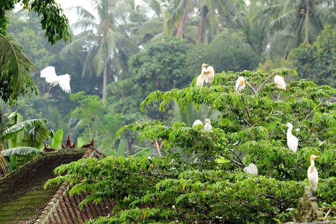 Half Day Ubud Tour: Ubud Unique Spots - Walking through the Sacred Monkey Forest Sanctuary