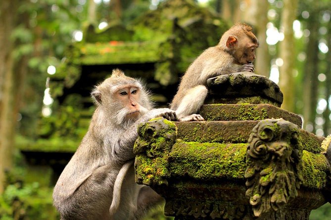 Half Day Ubud Tour: Ubud Unique Spots - Petulu Village and the 5:30pm heron return