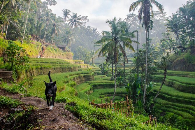 Hire Private Bali Driver - What the drivers add to the day