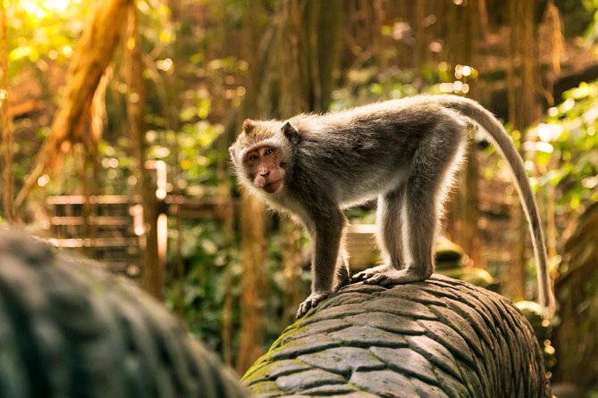 Hire Private Bali Driver - Comfort, parking, and the small practical advantages