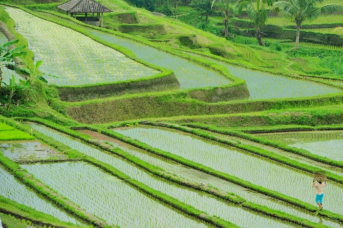 Jatiluwih Batukaru Mountain Nature's Best Tour - Is $61.54 good value?