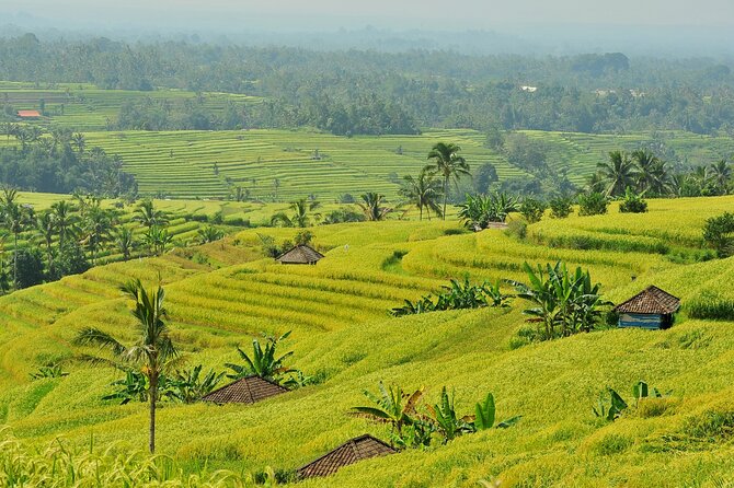 Jatiluwih Batukaru Mountain Nature's Best Tour - Who should book this Bali countryside tour?