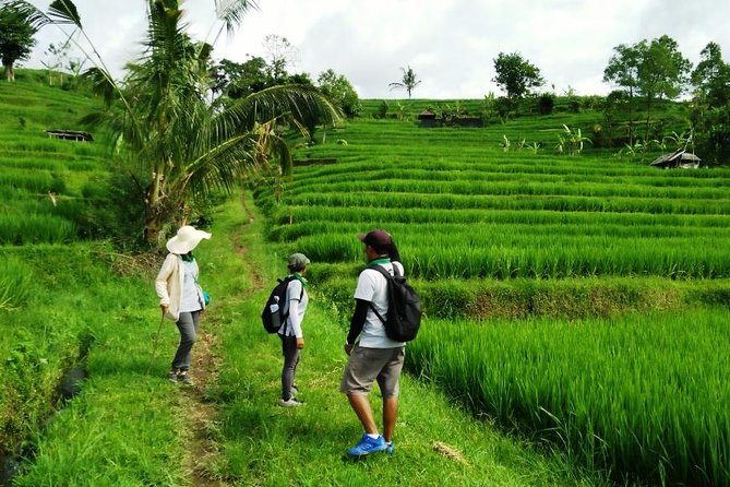 Jatiluwih full day e-bike cycling with lunch & trekking program - The afternoon trek down toward the river