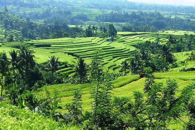Jatiluwih in detail (1 h. e-bike tour in the rice terraces) - Is $24 a Fair Price?