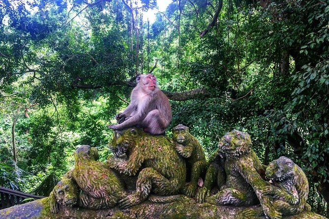 Jungle Swing - Volcano - Water Temple - Monkey Forest and Waterfall Tour - How the $37 price holds up