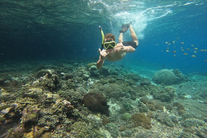 Lovina Dolphin Watching, Swimming, and Snorkeling Experience - The Drive Home and Lake Bratan Temple