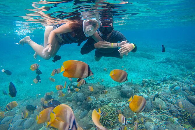 Lovina Dolphin Watching, Swimming, and Snorkeling Experience - The Driver Matters on This Long Road Day