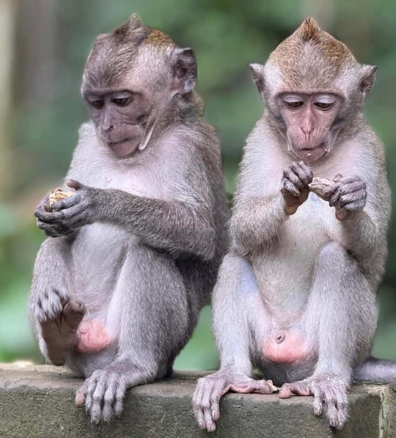 Monkey Forest, Waterfall ,Temple and Rice Terrace - Batuan Temple: carved stone and a quieter cultural pause