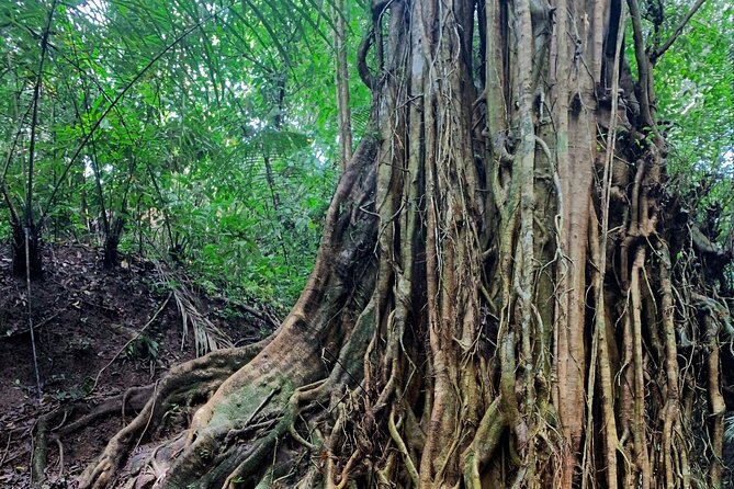 Munduk: Tamblingan jungle trek, waterfall, Ulun Danu temple - What the $102.37 price includes
