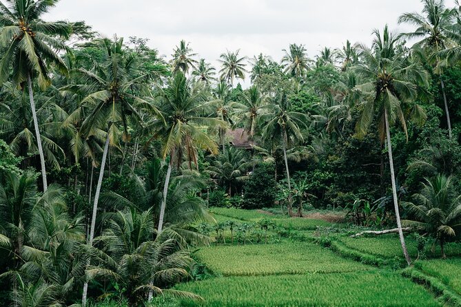 Munduk: Tamblingan jungle trek, waterfall, Ulun Danu temple - Tamblingan forest: three hours among old trees and temples