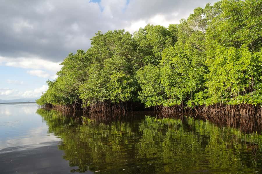 Nusa Lembongan Island: Snorkeling & Mangrove Forest Day Tour - Snorkeling above coral and fish