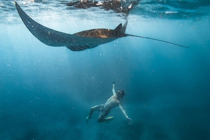 Nusa penida private senorkeling with Manta - Key points at a glance