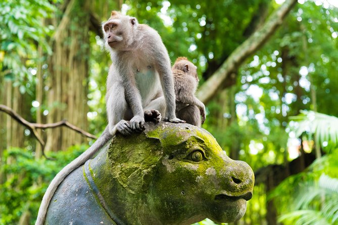 Pick 5 Destinations: Customized Ubud Tour - How this private Ubud day works