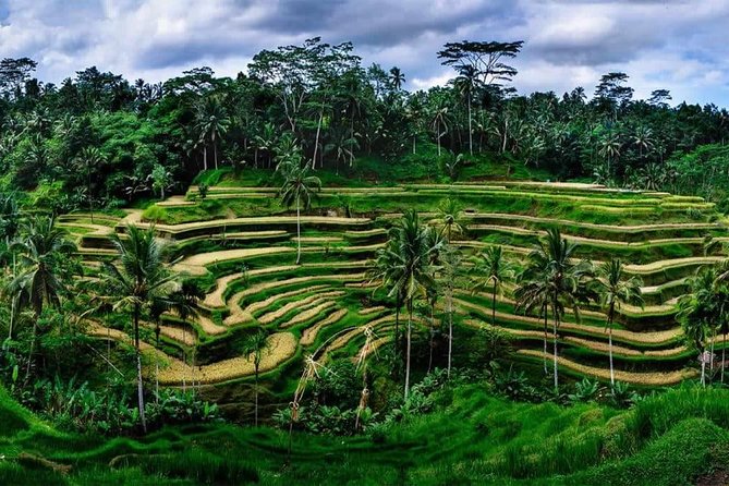 Private Bali swing, waterfall instagramable tour - Tegalalang Rice Terrace: the cultural stop