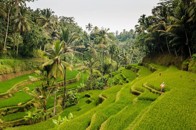 Private Bali Tour: Kintamani Volcano and Besakih Temple - Tegalalang Rice Terrace gives you Bali’s familiar green view