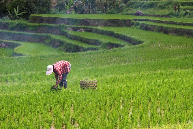 Private Full-Day Handara, Ulun Danu, Jatiluwih and Tanah Lot Tour - Indonesian lunch with a Jatiluwih view