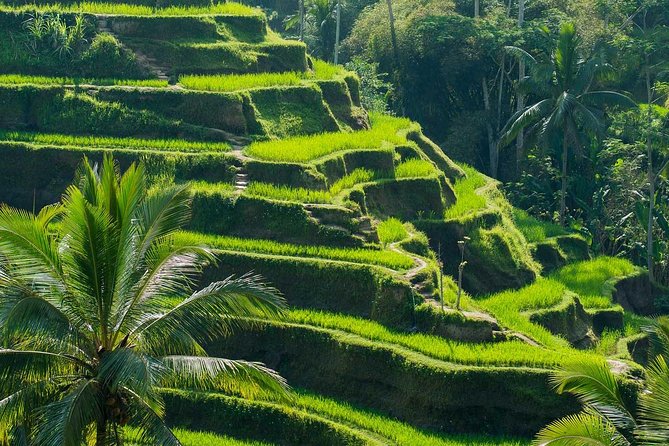 Private Shore Excursion: Customized Best of Bali Tour - Ubud’s temples, monkeys, and market