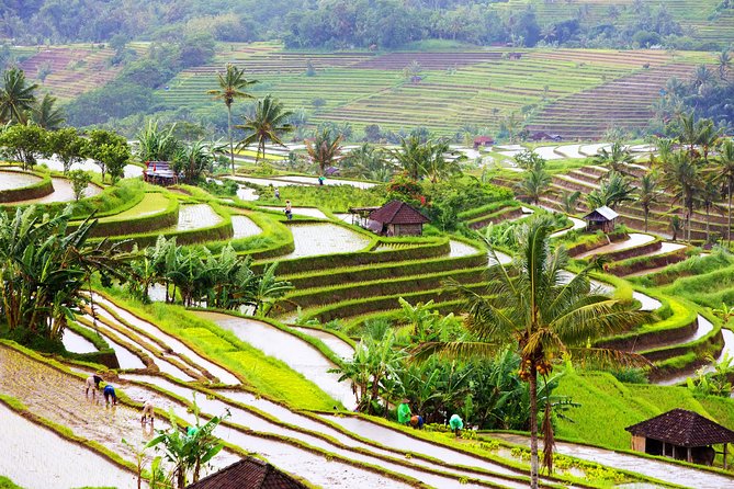 Private Shore Excursion: Customized Best of Bali Tour - What the $45 price really covers