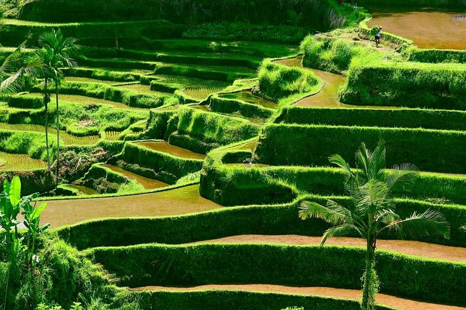 Private Shore Excursion: Customized Best of Bali Tour - The traffic question