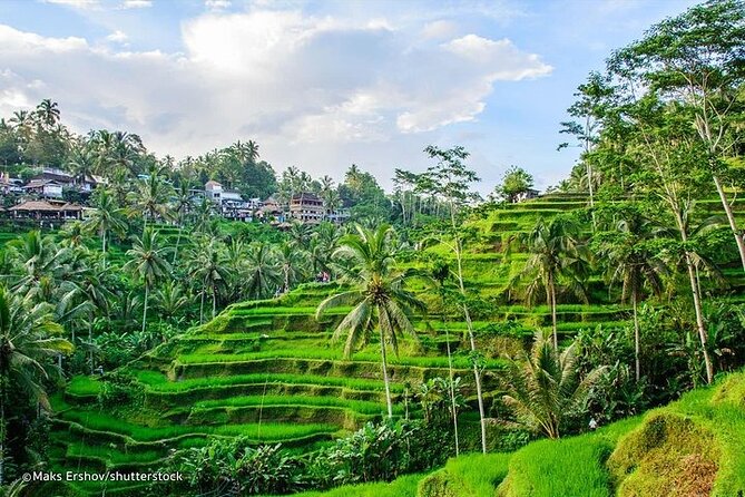 Private Tour to Sumampan Waterfall, Monkey forest, Rice terraces and Swing - Tegalalang Rice Terrace, views with limited time