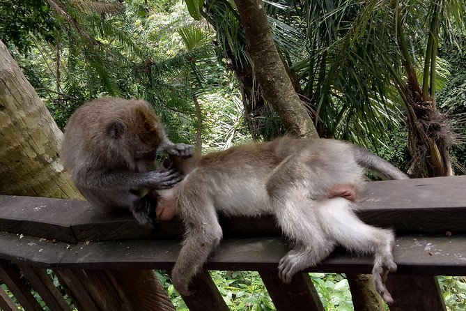 Private Tour to Sumampan Waterfall, Monkey forest, Rice terraces and Swing - D Alas Swing, a planned photo stop
