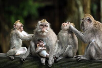 Private Tour: Ubud and Tanah Lot Day Tour