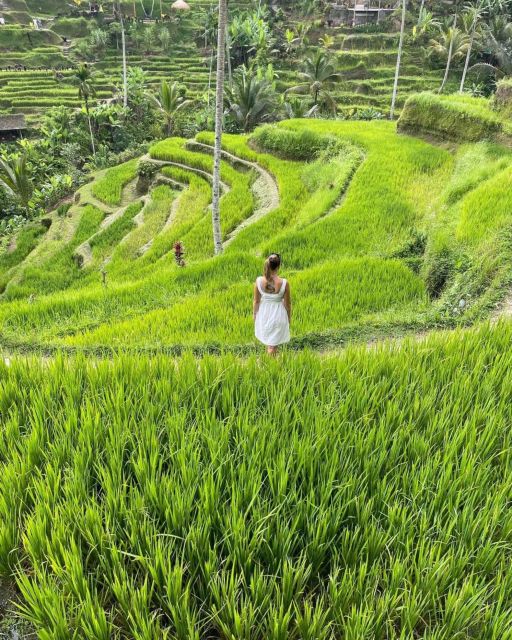 Private ubud tour Rice teracce, temple & Secret waterfall - Key points to know before booking