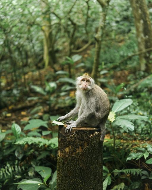 Private ubud tour Rice teracce, temple & Secret waterfall - Monkey Forest, where nature and temple grounds meet