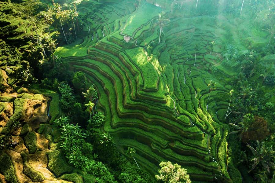 Private Ubud Tour: Sacred Monkeys, Coffee, Temple, Waterfall - Why this route works for a first look at Ubud
