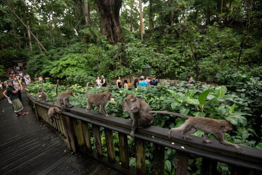 Private Ubud Tour: Sacred Monkeys, Coffee, Temple, Waterfall - A private driver makes the long day easier