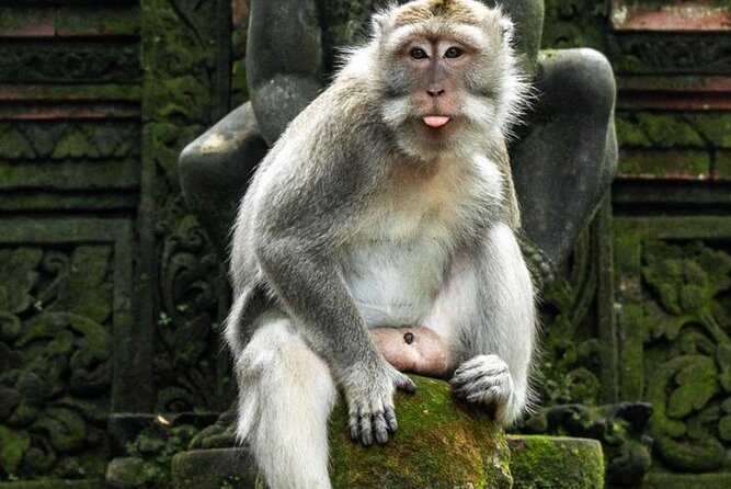 Private Ubud Tour with Swing - Tirta Empul and the Meaning of Holy Water
