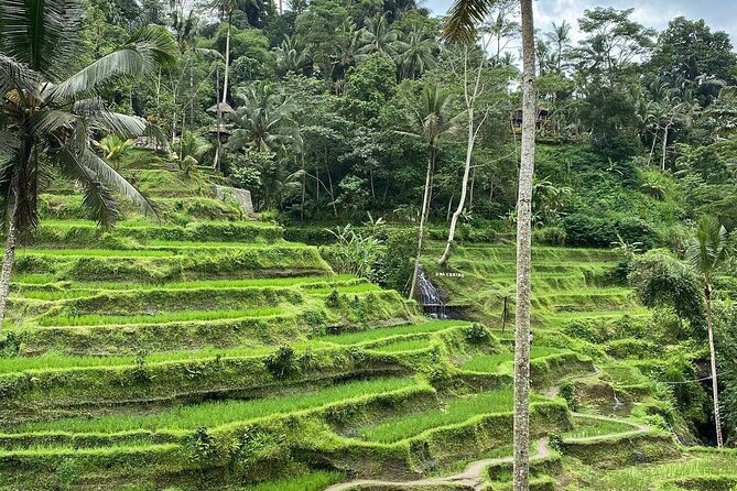Sacred Spring Experience - Ubud Tour - Tegalalang Rice Terrace and the Subak system