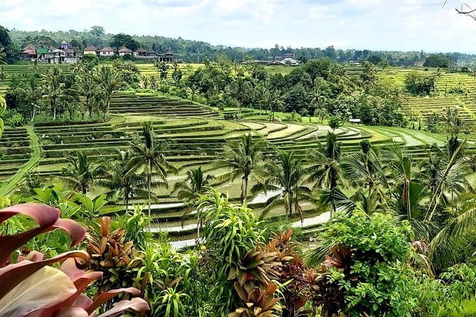 Shore Excursion Cruise Ship from Benoa and Celukan Bawang Port - Practical advice for making the day work
