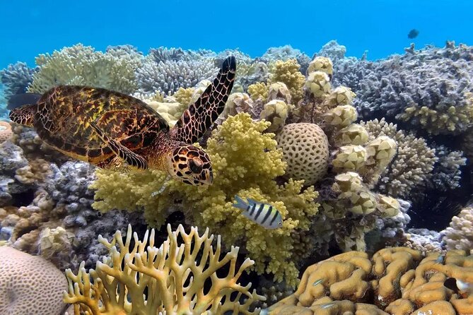 Snorkeling 4 Spots, Manta Rays, Tembeling Pool & Kelingking Beach - The early start from Bali and Sanur crossing