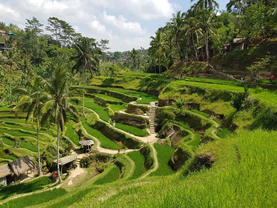 Sunrise Café and Morning Yoga Class - Reading Bali’s rice terraces