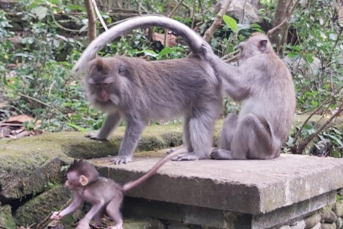 Tanah Lot And Ubud - Full Day Private Tour - Why this private Bali day works