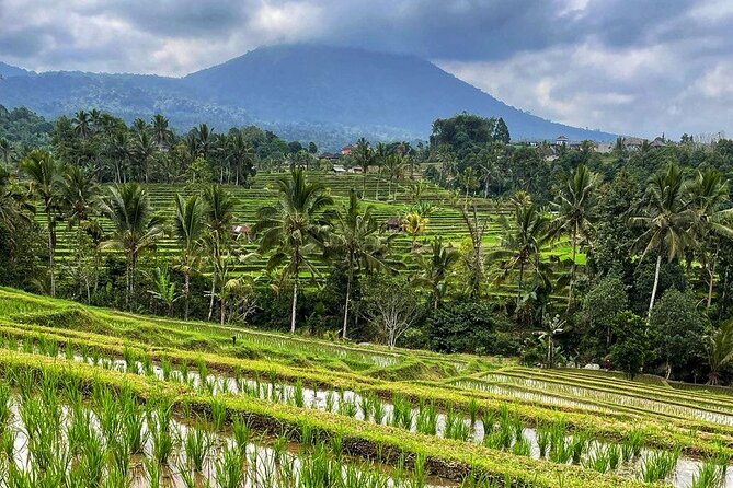 Tanah Lot - Ulun Danu Beratan Temple - Scenic Countryside Tour - What Bagus adds to a private day